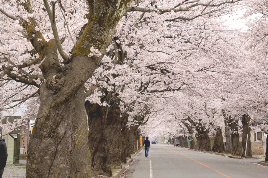 요노모리(夜ノ森) 지구 벚꽃 터널