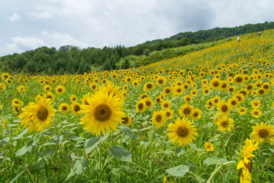 Sannokura Plateau Sunflower Field