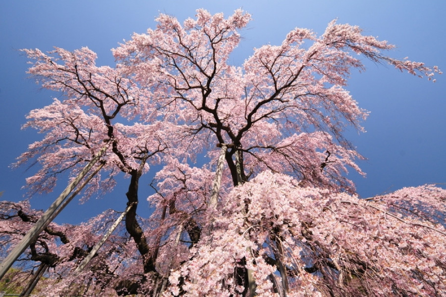 미하루 타키자쿠라(폭포 벚꽃)