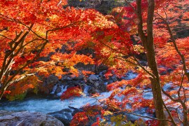 Top 10 Địa điểm Ngắm Lá đỏ Mùa thu ở Fukushima
