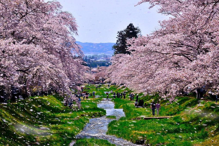 칸논지가와 강 벚꽃나무