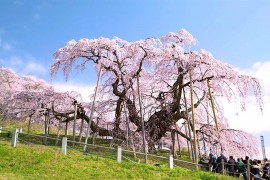 在福岛巡游日本 屈指可数的樱花